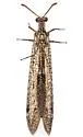 Scotoleon nigrescens - photo 5