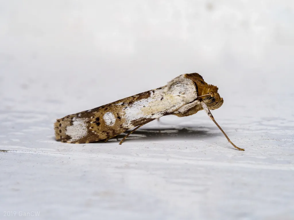 Scranciidae - photo 2