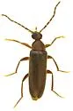 Scraptia schaefferi