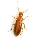 Scraptia sericea - Scraptia sericea
