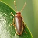 Scraptia sericea - photo 3