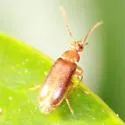 Scraptia sericea - photo 4