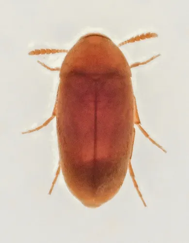 False Flower Beetles - Scraptiidae