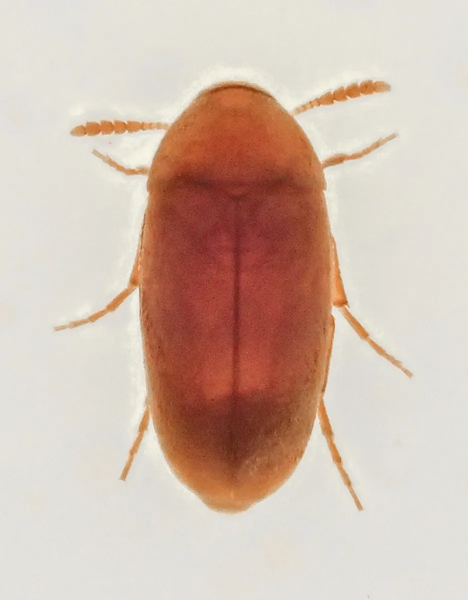 False Flower Beetles - photo 2