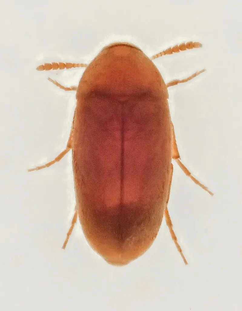 False Flower Beetles - photo 3