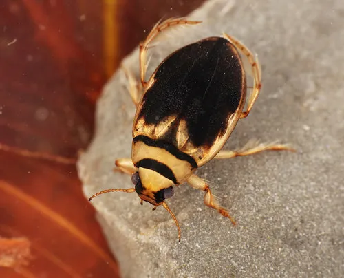 Screech Beetle - Hygrobia hermanni
