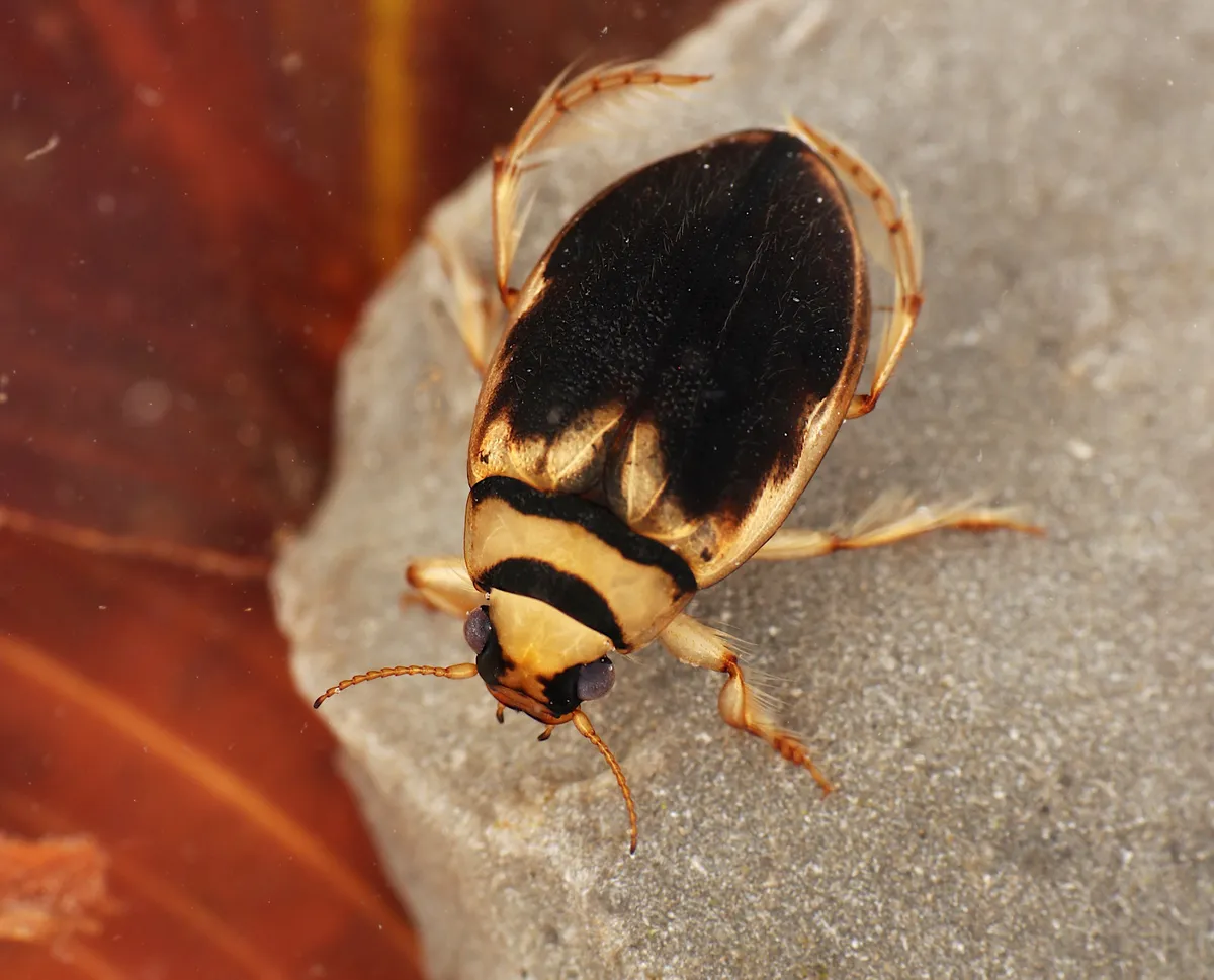 Screech Beetle - photo 3