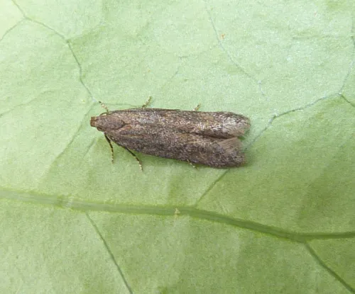 Scrobipalpa acuminatella
