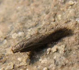Scrobipalpa acuminatella - photo 2