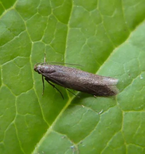 Scrobipalpa acuminatella - photo 3