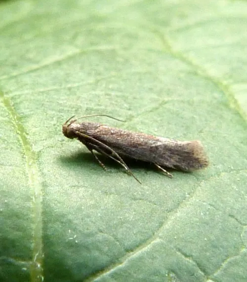 Scrobipalpa acuminatella - photo 4