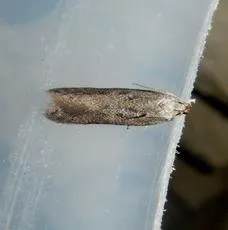 Scrobipalpa acuminatella - photo 5