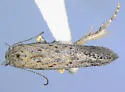 Scrobipalpa artemisiella - Hodges#2025.1