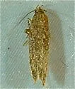 Scrobipalpa atriplicella - Hodges#2025