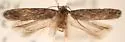 Scrobipalpa atriplicella - Hodges#2025 - photo 4