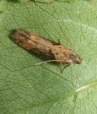 Scrobipalpa costella