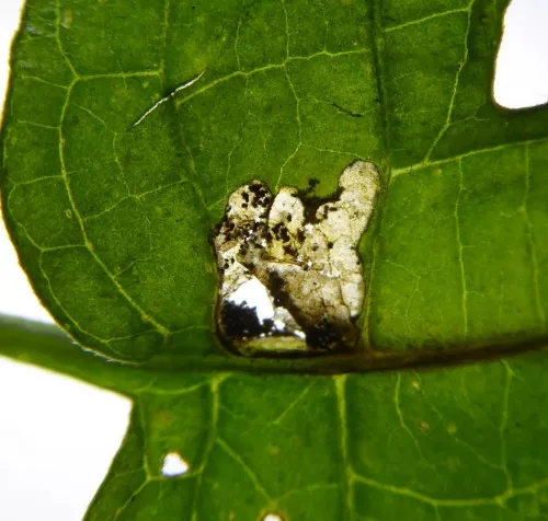 Scrobipalpa costella - photo 2