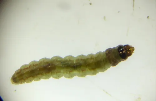 Scrobipalpa costella - photo 3