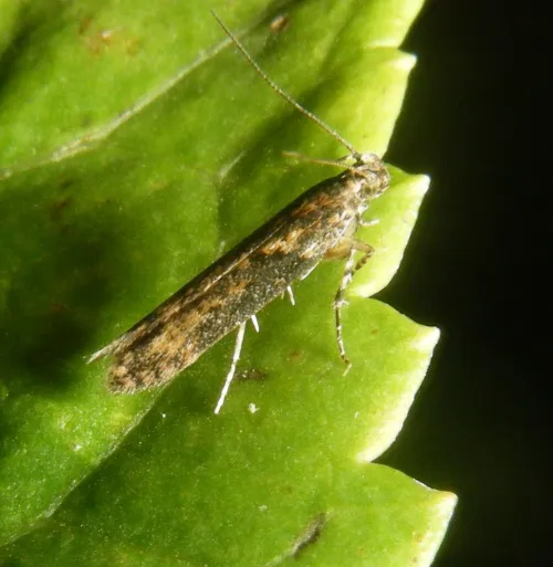 Scrobipalpa costella - photo 4