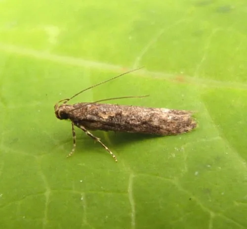 Scrobipalpa costella - photo 5