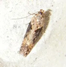 Scrobipalpa costella - photo 6