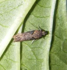 Scrobipalpa costella - photo 7