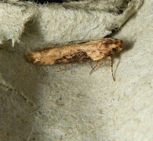Scrobipalpa costella - photo 8