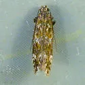 Scrobipalpa macromaculata - Hodges#2027