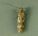 Scrobipalpa macromaculata - Hodges#2027 - photo 2