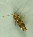 Scrobipalpa macromaculata - Hodges#2027 - photo 3