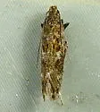 Scrobipalpa macromaculata - Hodges#2027 - photo 4