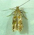 Scrobipalpa macromaculata - Hodges#2027 - photo 5
