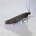Scrobipalpa obsoletella - Hodges#2029