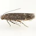 Scrobipalpa scutellariaeella - Hodges#2030
