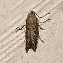 Scrobipalpula artemisiella - Hodges#2012