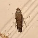 Scrobipalpula artemisiella - Hodges#2012 - photo 2