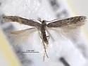 Scrobipalpula lycii - Hodges#2017.1