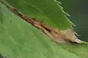 Scrobipalpula sacculicola - Hodges#2022