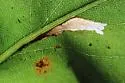 Scrobipalpula sacculicola - Hodges#2022 - photo 3