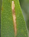 Scrobipalpula sacculicola - Hodges#2022 - photo 4