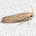 Scrobipalpula sacculicola - Hodges#2022 - photo 5