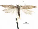 Scrobipalpuloides spinosa - Hodges#2013.5
