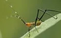 Southeastern Bush Katydid