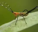 Southeastern Bush Katydid - photo 2