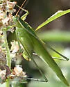 Southeastern Bush Katydid - photo 3
