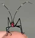 Southeastern Bush Katydid - photo 4