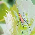 Southeastern Bush Katydid - photo 5
