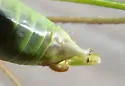 Curve-tailed Bush Katydid