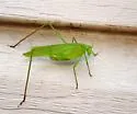 Curve-tailed Bush Katydid - photo 2