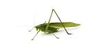 Curve-tailed Bush Katydid - photo 3